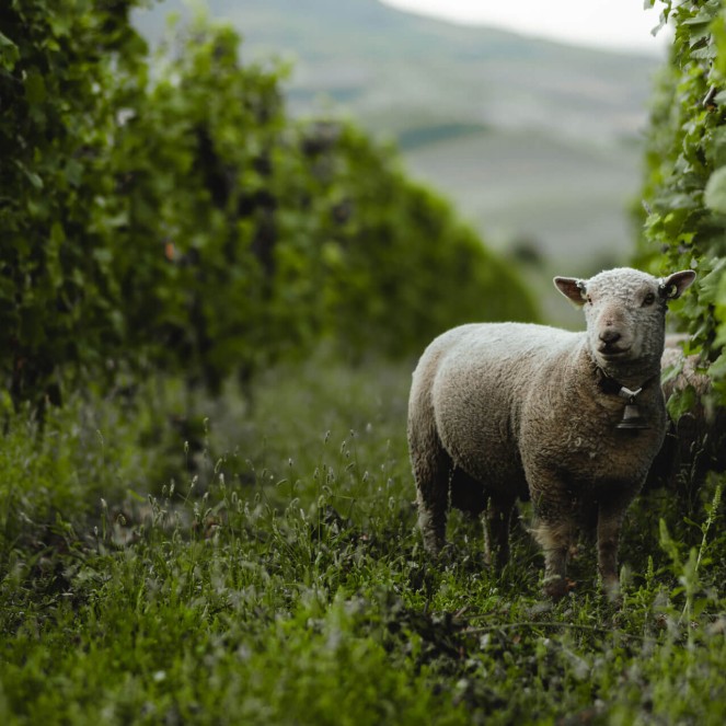 Medve vineyard