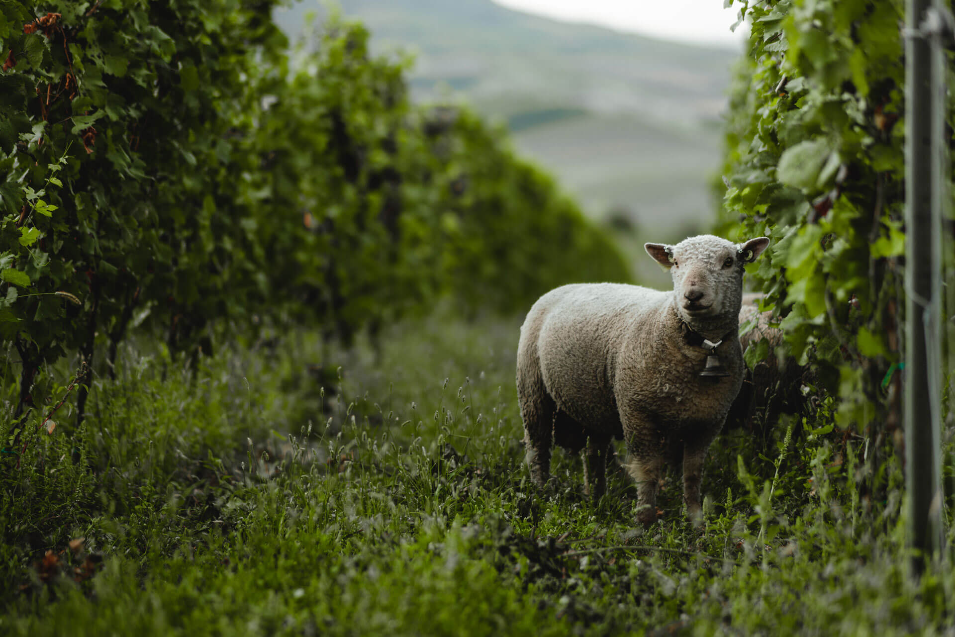 Medve vineyard