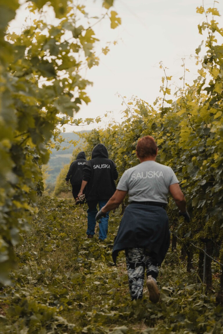 2016. Új irányok Villányban a körfejtés tekintetében, köszönhetően Jean Michel Laporte-nak (Chateu Talbot, Bordeaux). Első Sauska Cabernet Franc Siklós eredetmegjelöléssel. Évtizedes szőlészeti munka nyomán Siklós felnőtt, önálló karakter és minőség lett.