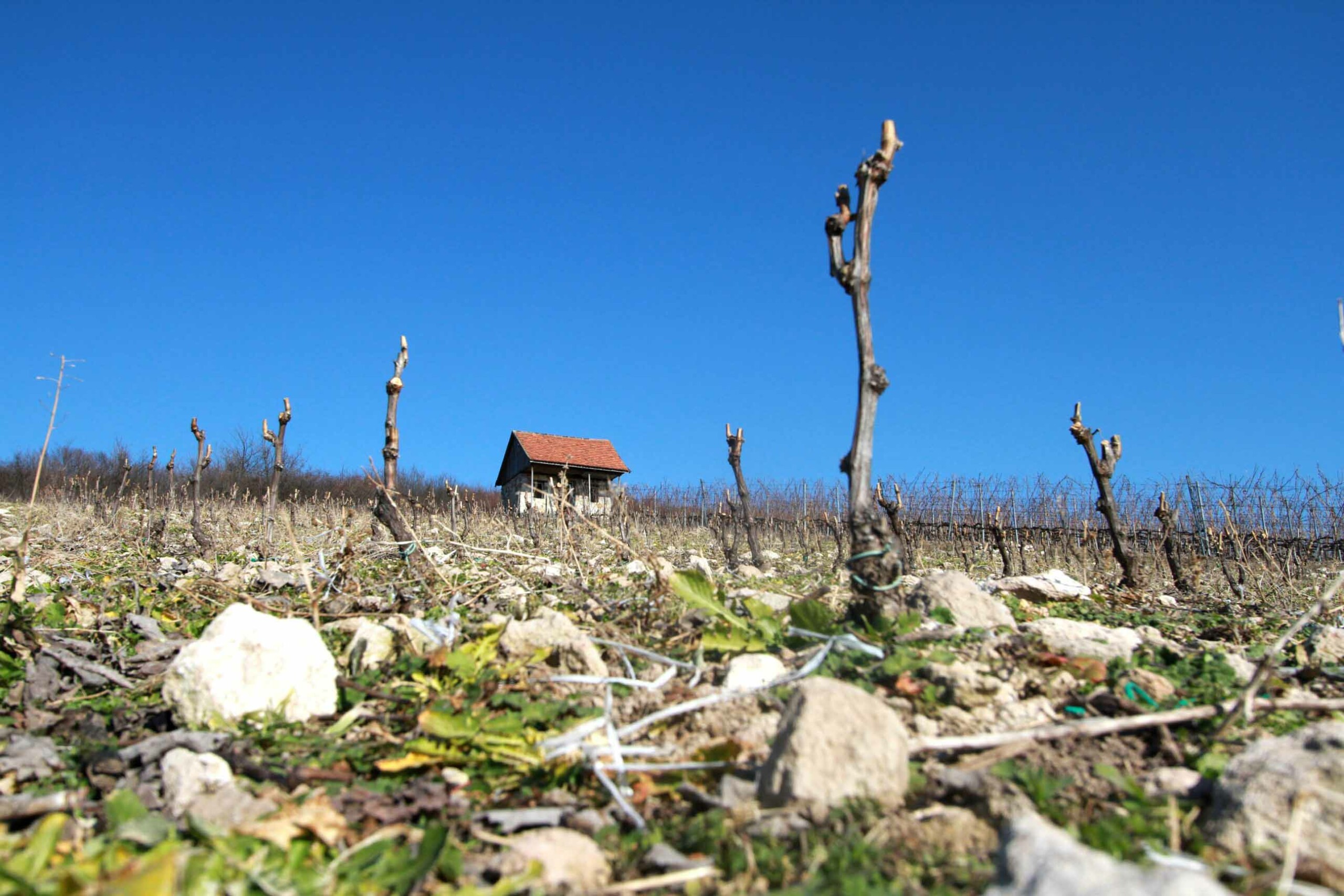 Dorgó-Hegymegi
